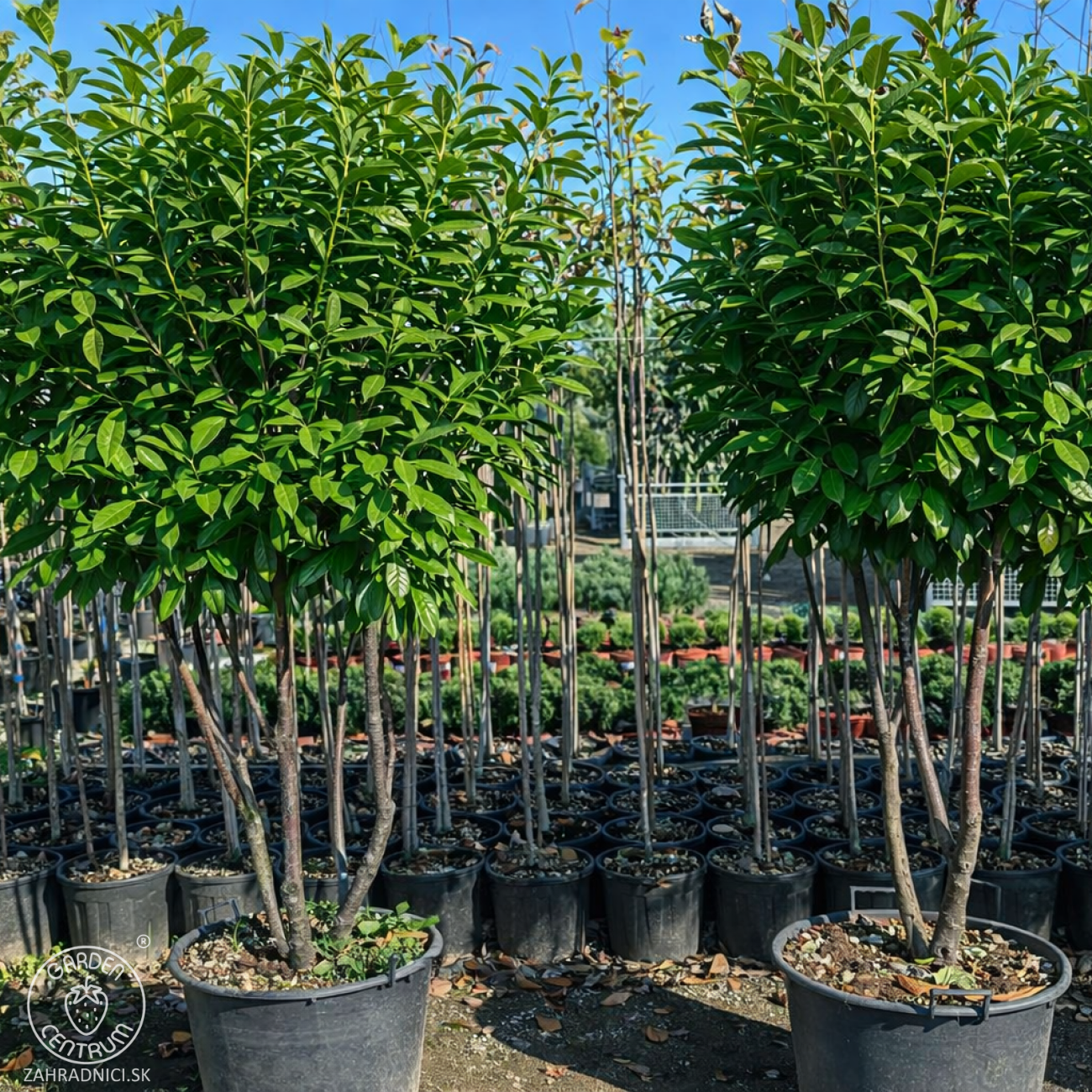 Obrázok Vavrínovec lekársky (Prunus Laurocerasus) ´NOVITA´ - výška 190-220 cm, kont. C90L (-22°C) VIACKMENNÝ